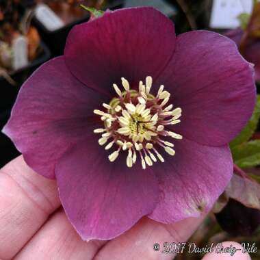 Helleborus x hybridus 'Red Lady' (Lady Series)