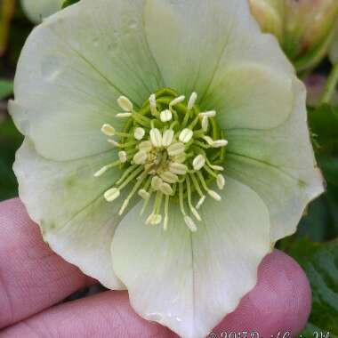 Helleborus