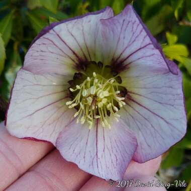 Helleborus x hybridus