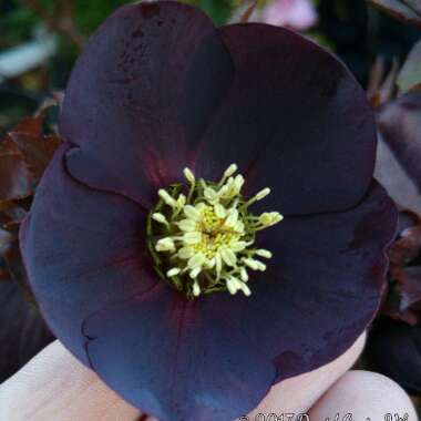 Helleborus x hybridus 'Blue Metallic Lady' (Lady Series)