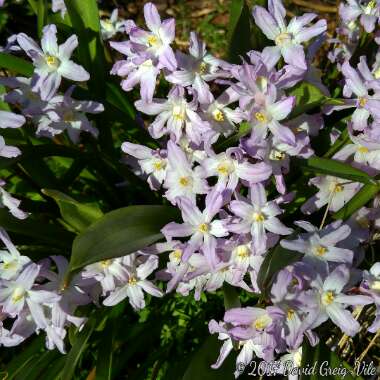 Chionodoxa forbesii 'Pink Giant' syn. Scilla forbesii 'Pink Giant'