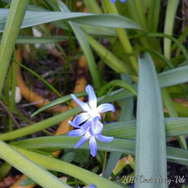 Chionodoxa forbesii syn. Scilla forbesii 'Blue'