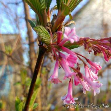 Viburnum x bodnantense 'Dawn'