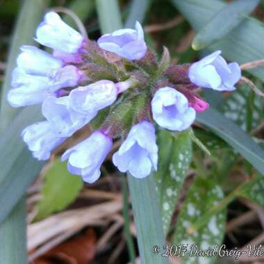 Pulmonaria 'Opal'