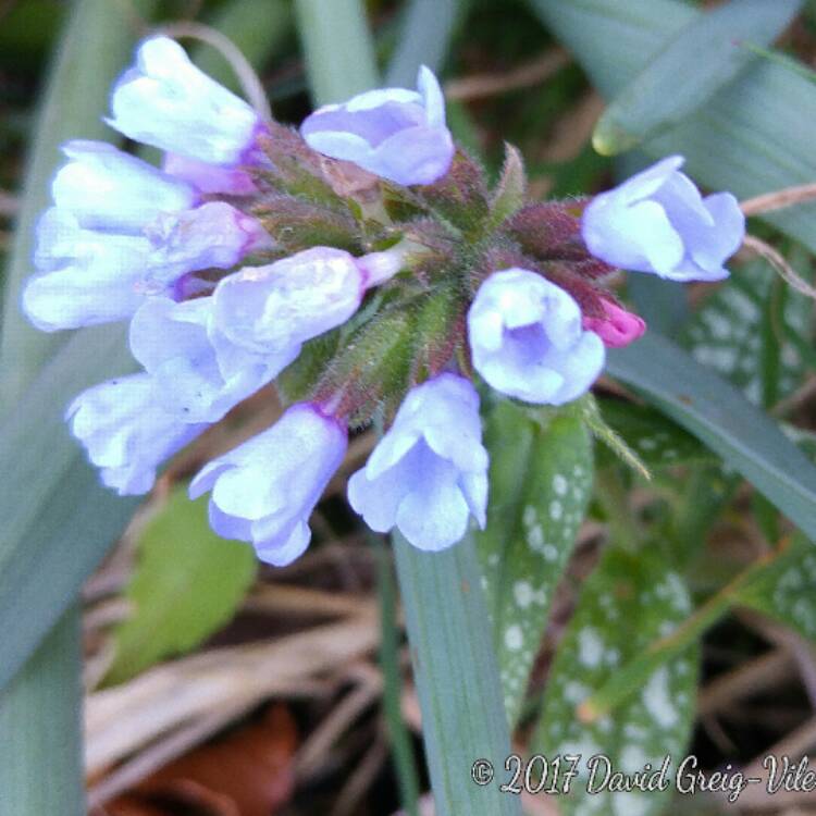 Plant image Pulmonaria 'Opal'