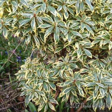 Pieris japonica 'Little Heath'