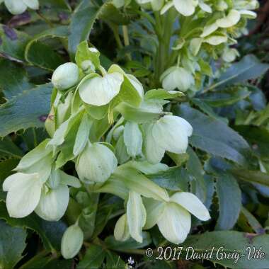 Helleborus argutifolius