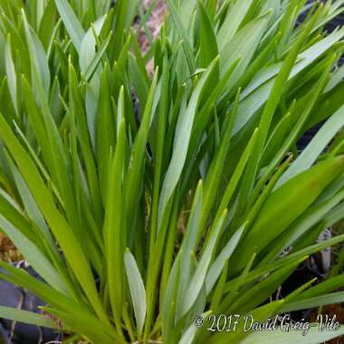 Camassia leichtlinii subsp. leichtlinii syn. Camassia leichtlinii 'Alba'