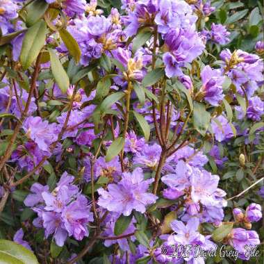 Rhododendron 'Blue Tit Magor'