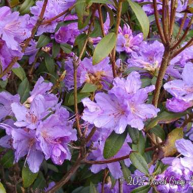 Rhododendron 'Blue Tit Magor'