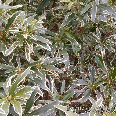 Rhododendron Ponticum Variegatum