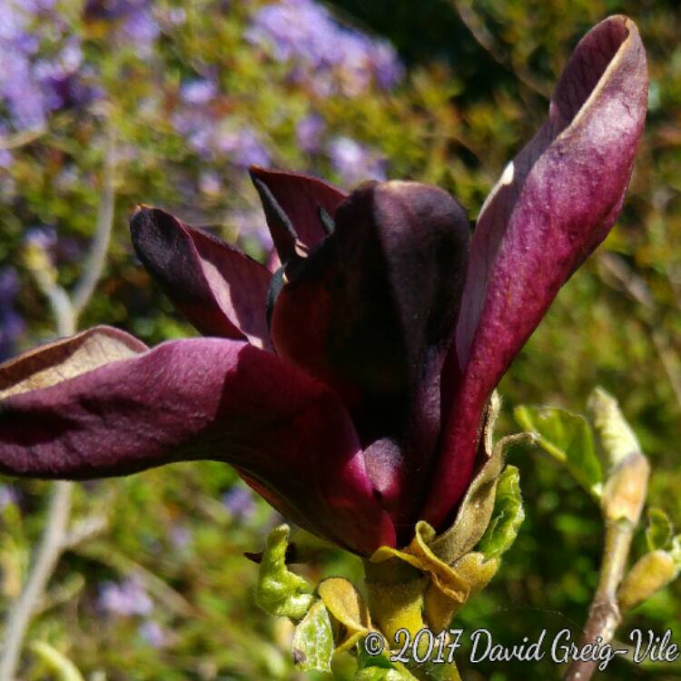 Plant image Magnolia liliiflora 'Nigra'