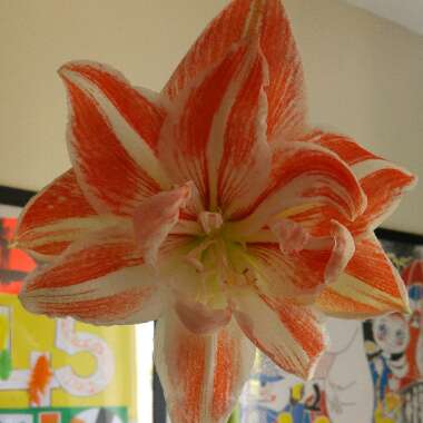 Hippeastrum (Double Galaxy Group) 'Dancing Queen'