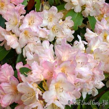 Rhododendron 'Percy Wiseman'