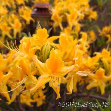 Rhododendron 'Luteum'