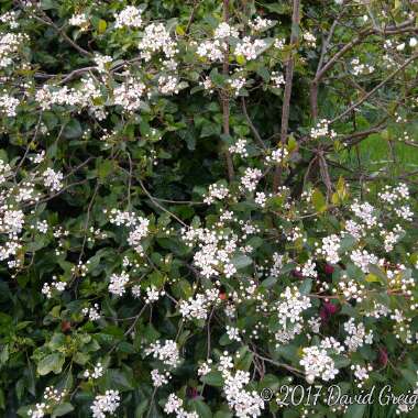 Aronia Melanocarpa