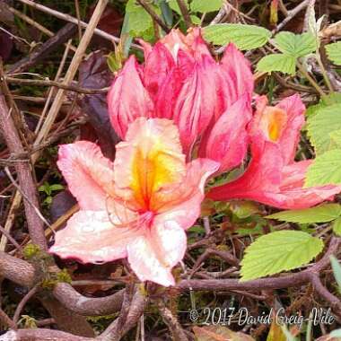 Rhododendron Luteum 'Berryrose'