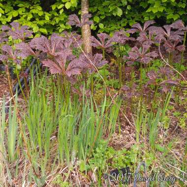 Rodgersia podophylla 'Rotlaub'