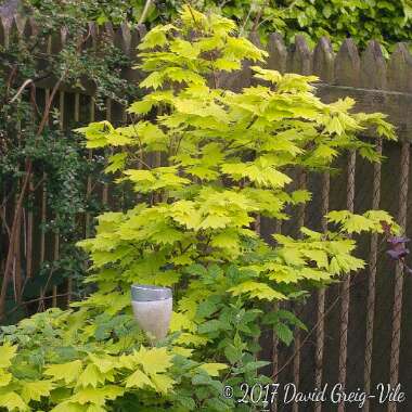 Acer shirasawanum 'Aureum'