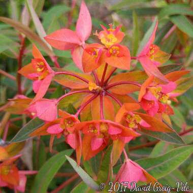 Euphorbia griffithii 'Fireglow'