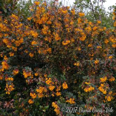 Berberis darwinii