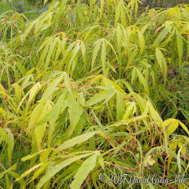 Acer Palmatum 'Kinshi'