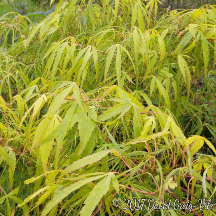 Plant image Acer Palmatum 'Kinshi'