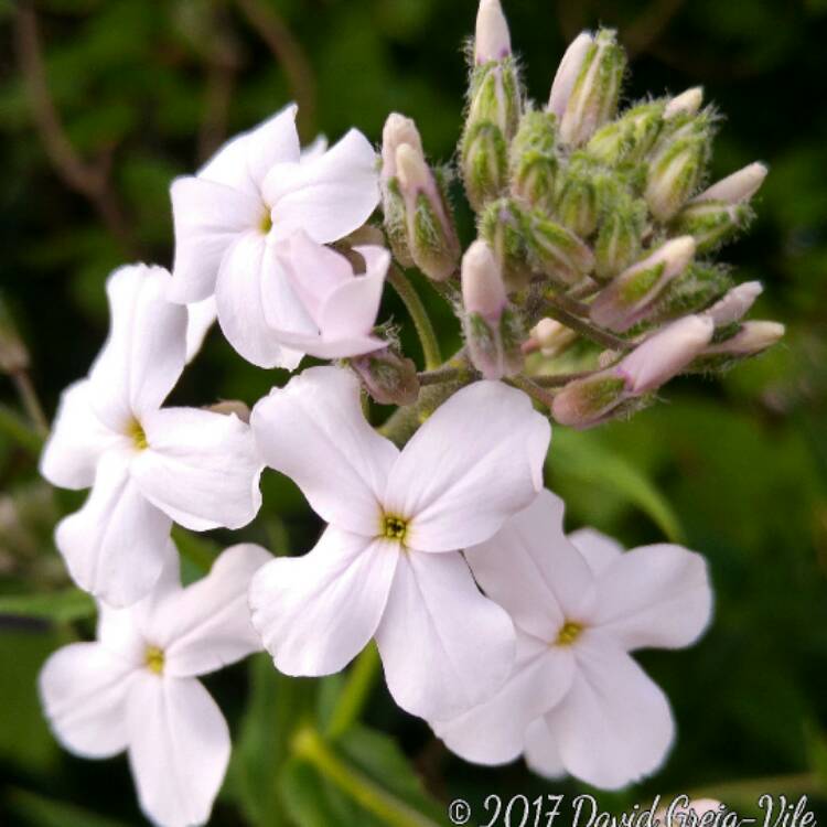 Plant image Hesperis Matronalis 'Alba'