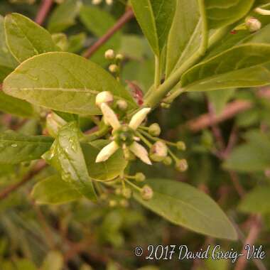 Euonymus europaeus 'Red Cascade'