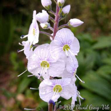 Veronica gentianoides 'Tissington White'