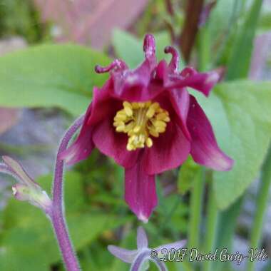 Aquilegia