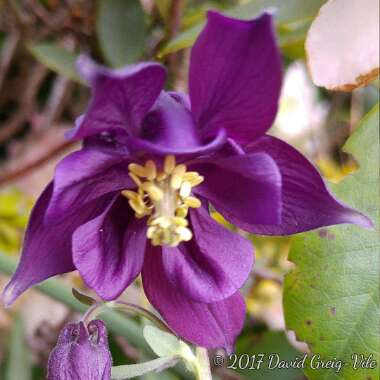 Aquilegia