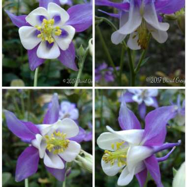 Aquilegia