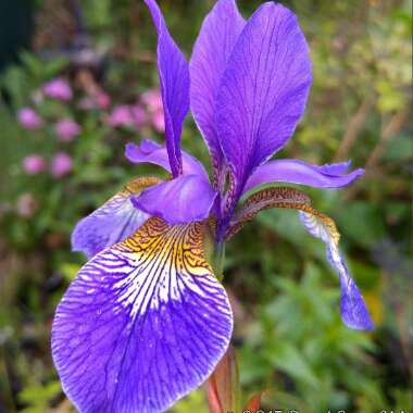 Iris sibirica 'Caesar's Brother'