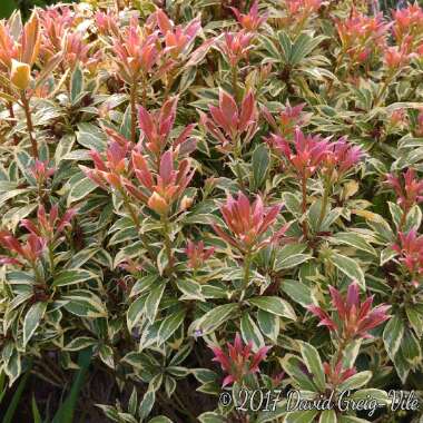 Pieris japonica 'White Rim'