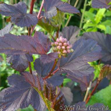 Physocarpus opulifolius 'Monlo' syn. Physocarpus opulifolius 'Diabolo'