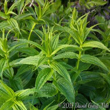 Gentiana asclepiadea