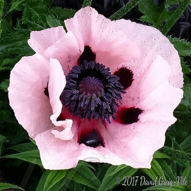 Papaver orientale 'Carneum'