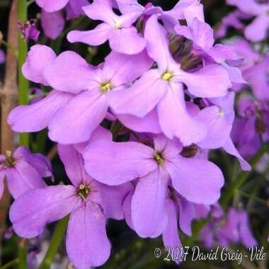 Hesperis Matronalis 'Alba'