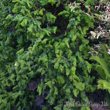 Corylus avellana 'Contorta'