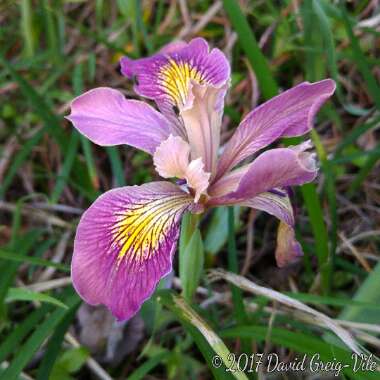 Iris 'Tenax'