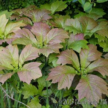 Rodgersia podophylla 'Rotlaub'