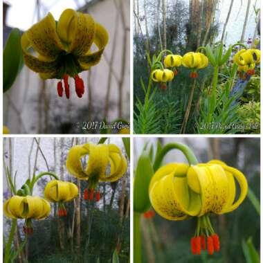 Lilium pyrenaicum subsp. pyrenaicum