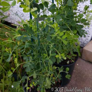 Coronilla valentina subsp. glauca 'Citrina' syn. Coronilla glauca 'Citrina', Coronilla valentina 'Citrina'