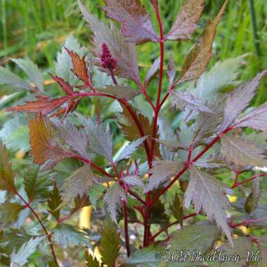 Astilbe x japonica 'Red Sentinel'