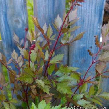 Astilbe japonica 'Etna'