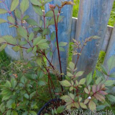 Astilbe 'Straussenfeder'