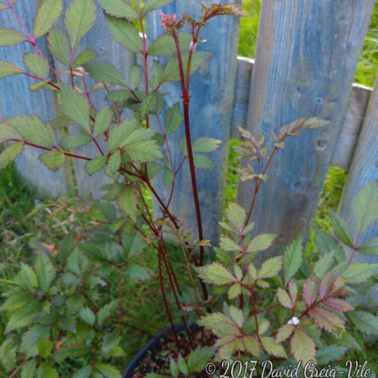 Plant image Astilbe 'Straussenfeder'