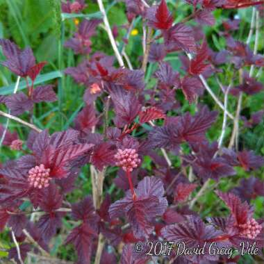 Physocarpus opulifolius 'Tuilad' syn. Physocarpus opulifolius 'Lady In Red'