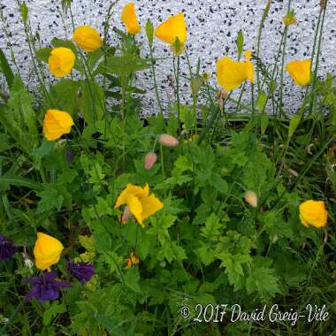 Meconopsis cambrica